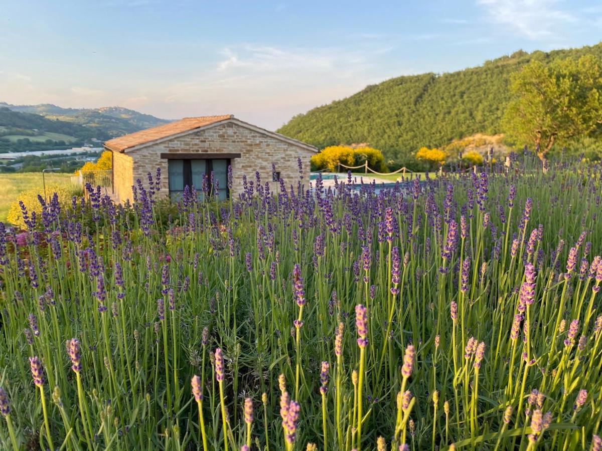 Amico Country House Serra San Quirico Extérieur photo
